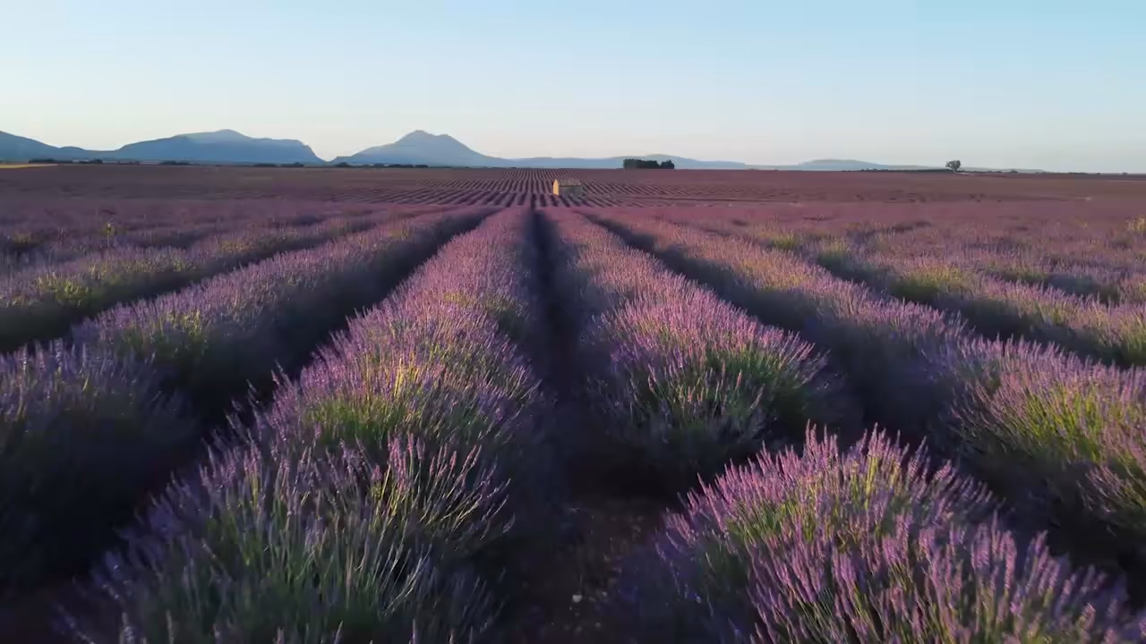 Converging rows of purple lavender stretching toward distant hills in Provence under golden light